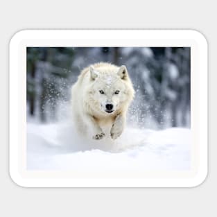 Wolf Animal Nature Majestic Wilderness Sticker